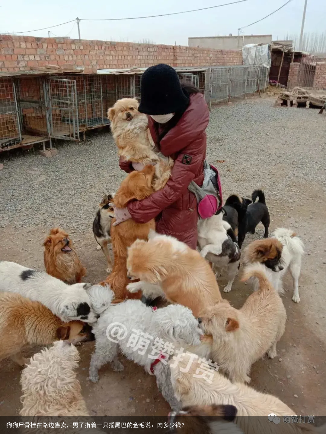 狗狗尸骨挂在路边售卖,男子指着一只摇尾巴的金毛说:肉多少钱?