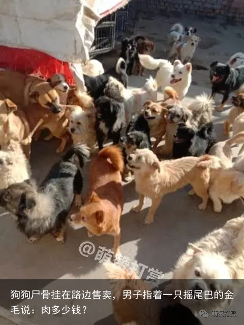 狗狗尸骨挂在路边售卖,男子指着一只摇尾巴的金毛说:肉多少钱?