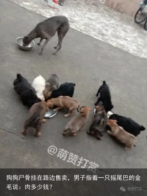 狗狗尸骨挂在路边售卖,男子指着一只摇尾巴的金毛说:肉多少钱?