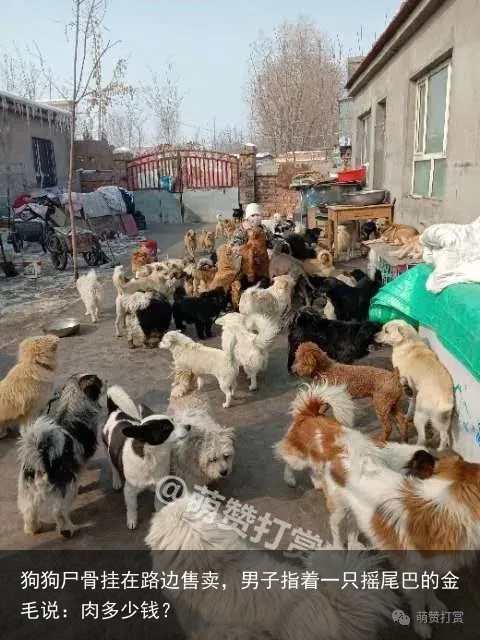 狗狗尸骨挂在路边售卖,男子指着一只摇尾巴的金毛说:肉多少钱?