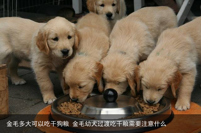 金毛多大可以吃干狗粮 金毛幼犬过渡吃干粮需要注意什么