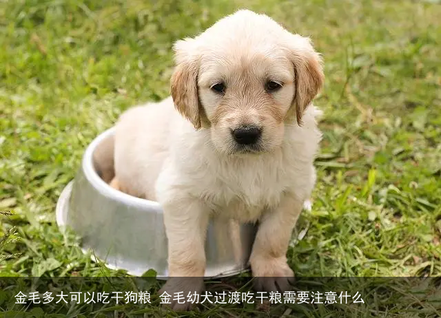 金毛多大可以吃干狗粮 金毛幼犬过渡吃干粮需要注意什么