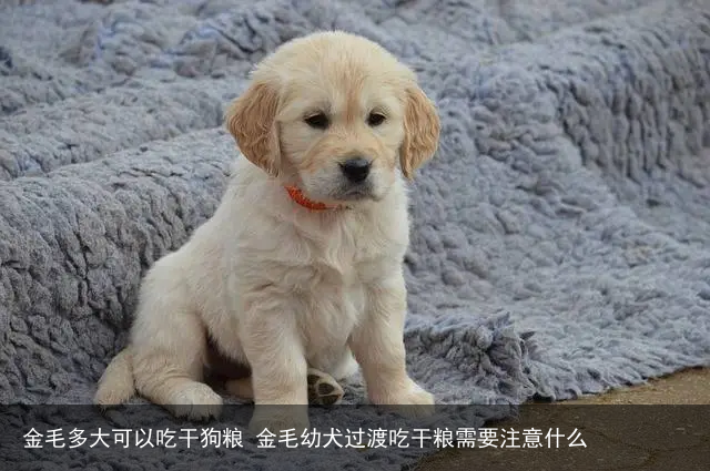 金毛多大可以吃干狗粮 金毛幼犬过渡吃干粮需要注意什么