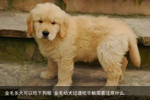 金毛多大可以吃干狗粮 金毛幼犬过渡吃干粮需要注意什么