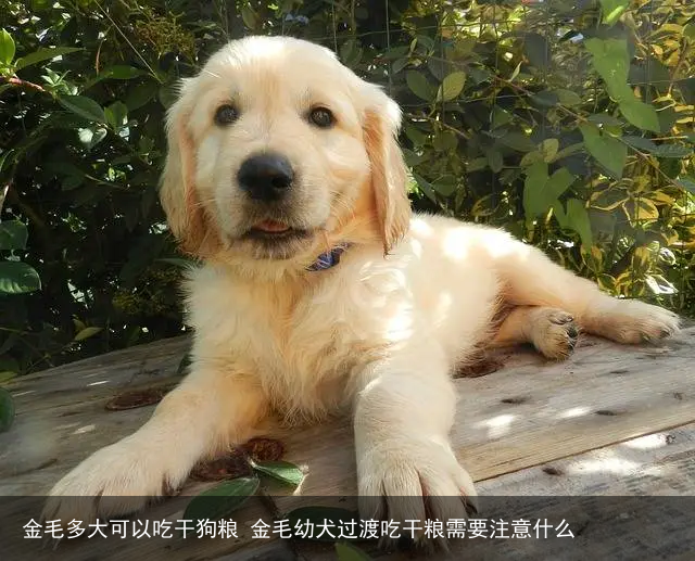 金毛多大可以吃干狗粮 金毛幼犬过渡吃干粮需要注意什么