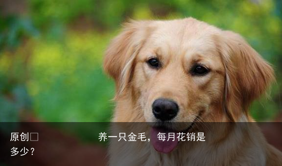 养一只金毛,每月花销是多少?