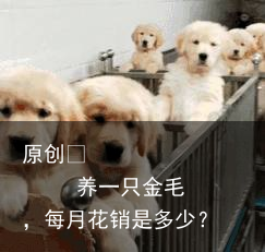 养一只金毛,每月花销是多少?