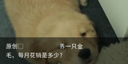 养一只金毛,每月花销是多少?