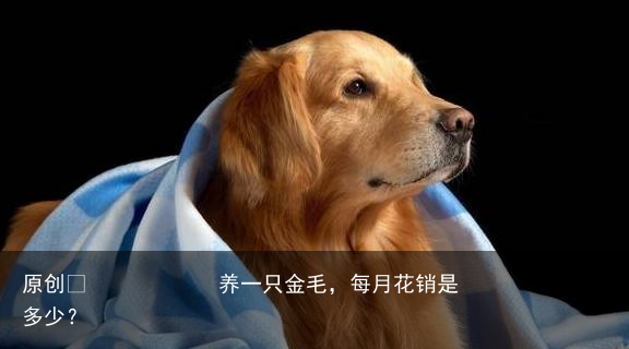 养一只金毛,每月花销是多少?