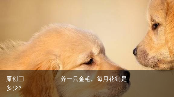 养一只金毛,每月花销是多少?