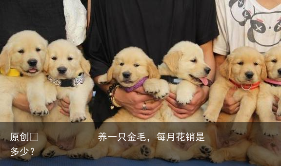 养一只金毛,每月花销是多少?