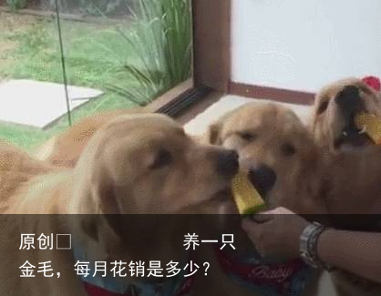 养一只金毛,每月花销是多少?