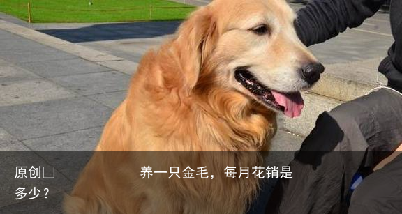 养一只金毛,每月花销是多少?