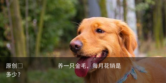 养一只金毛,每月花销是多少?