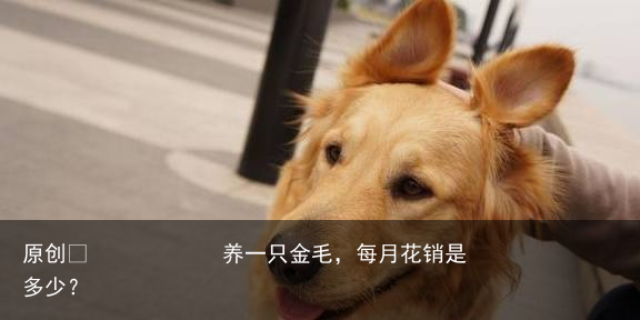 养一只金毛,每月花销是多少?