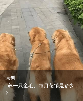 养一只金毛,每月花销是多少?