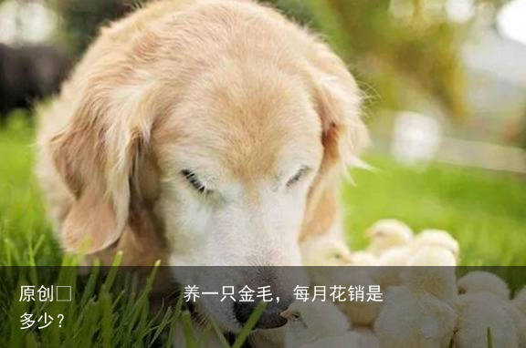 养一只金毛,每月花销是多少?