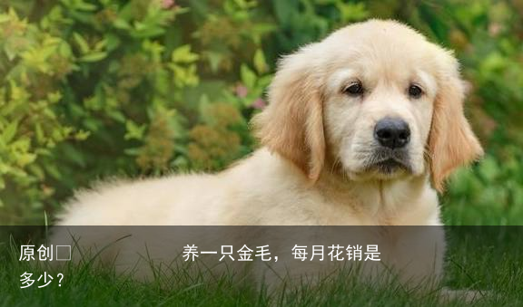 养一只金毛,每月花销是多少?