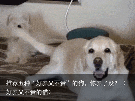 推荐五种“好养又不贵”的狗,你养了没?(好养又不贵的猫)