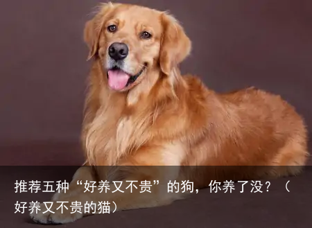 推荐五种“好养又不贵”的狗,你养了没?(好养又不贵的猫)