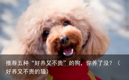 推荐五种“好养又不贵”的狗,你养了没?(好养又不贵的猫)