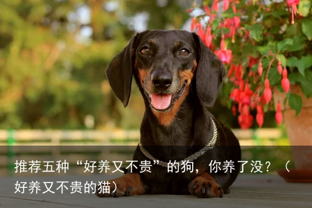 推荐五种“好养又不贵”的狗,你养了没?(好养又不贵的猫)