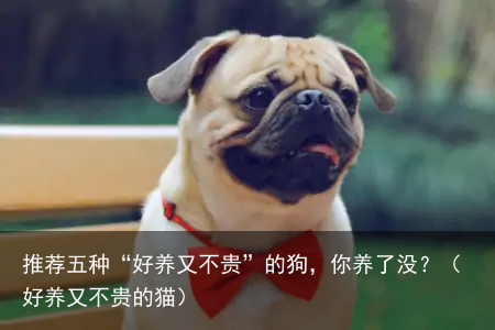 推荐五种“好养又不贵”的狗,你养了没?(好养又不贵的猫)