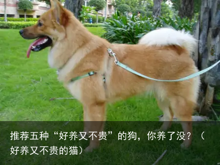 推荐五种“好养又不贵”的狗,你养了没?(好养又不贵的猫)