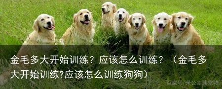金毛多大开始训练?应该怎么训练?(金毛多大开始训练?应该怎么训练狗狗)
