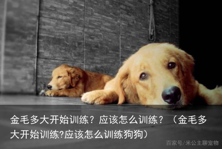 金毛多大开始训练?应该怎么训练?(金毛多大开始训练?应该怎么训练狗狗)