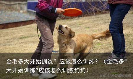 金毛多大开始训练?应该怎么训练?(金毛多大开始训练?应该怎么训练狗狗)