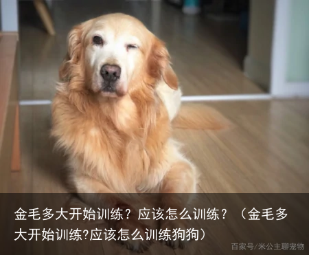 金毛多大开始训练?应该怎么训练?(金毛多大开始训练?应该怎么训练狗狗)