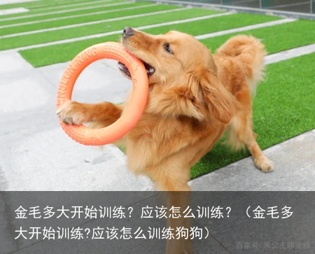 金毛多大开始训练?应该怎么训练?(金毛多大开始训练?应该怎么训练狗狗)