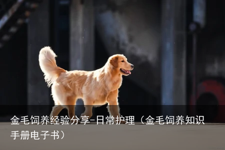 金毛饲养经验分享-日常护理(金毛饲养知识手册电子书)