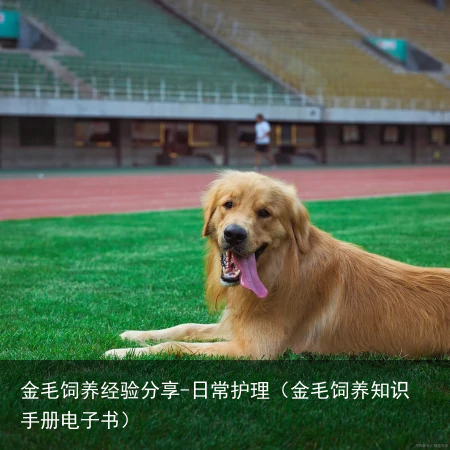 金毛饲养经验分享-日常护理(金毛饲养知识手册电子书)