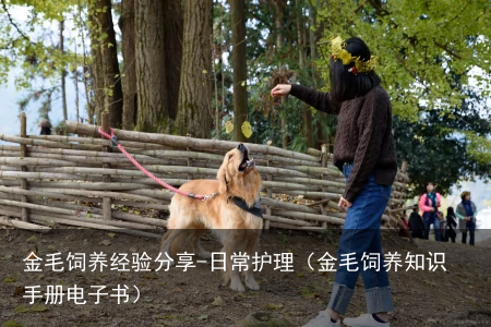 金毛饲养经验分享-日常护理(金毛饲养知识手册电子书)