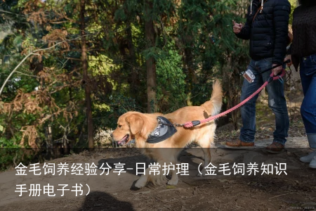 金毛饲养经验分享-日常护理(金毛饲养知识手册电子书)