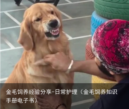 金毛饲养经验分享-日常护理(金毛饲养知识手册电子书)