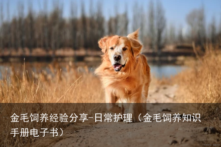 金毛饲养经验分享-日常护理(金毛饲养知识手册电子书)