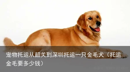 宠物托运从韶关到深圳托运一只金毛犬(托运金毛要多少钱)