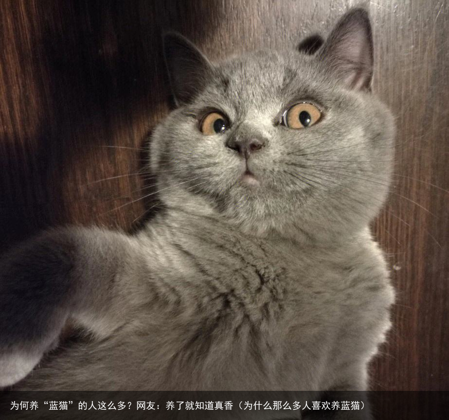 为何养“蓝猫”的人这么多?网友:养了就知道真香(为什么那么多人喜欢养蓝猫)