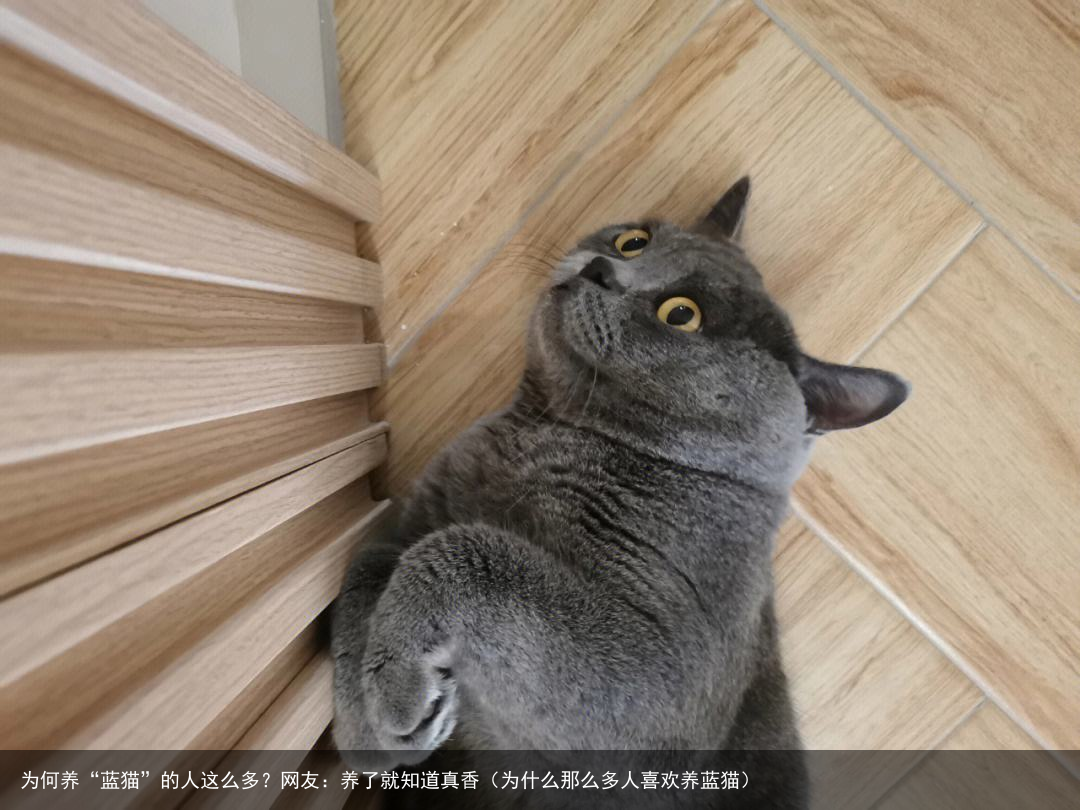 为何养“蓝猫”的人这么多?网友:养了就知道真香(为什么那么多人喜欢养蓝猫)