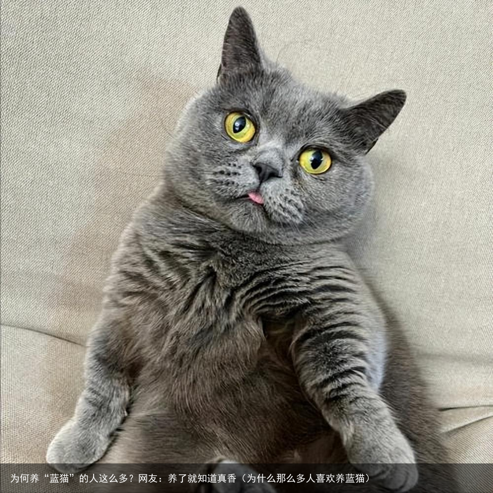 为何养“蓝猫”的人这么多?网友:养了就知道真香(为什么那么多人喜欢养蓝猫)