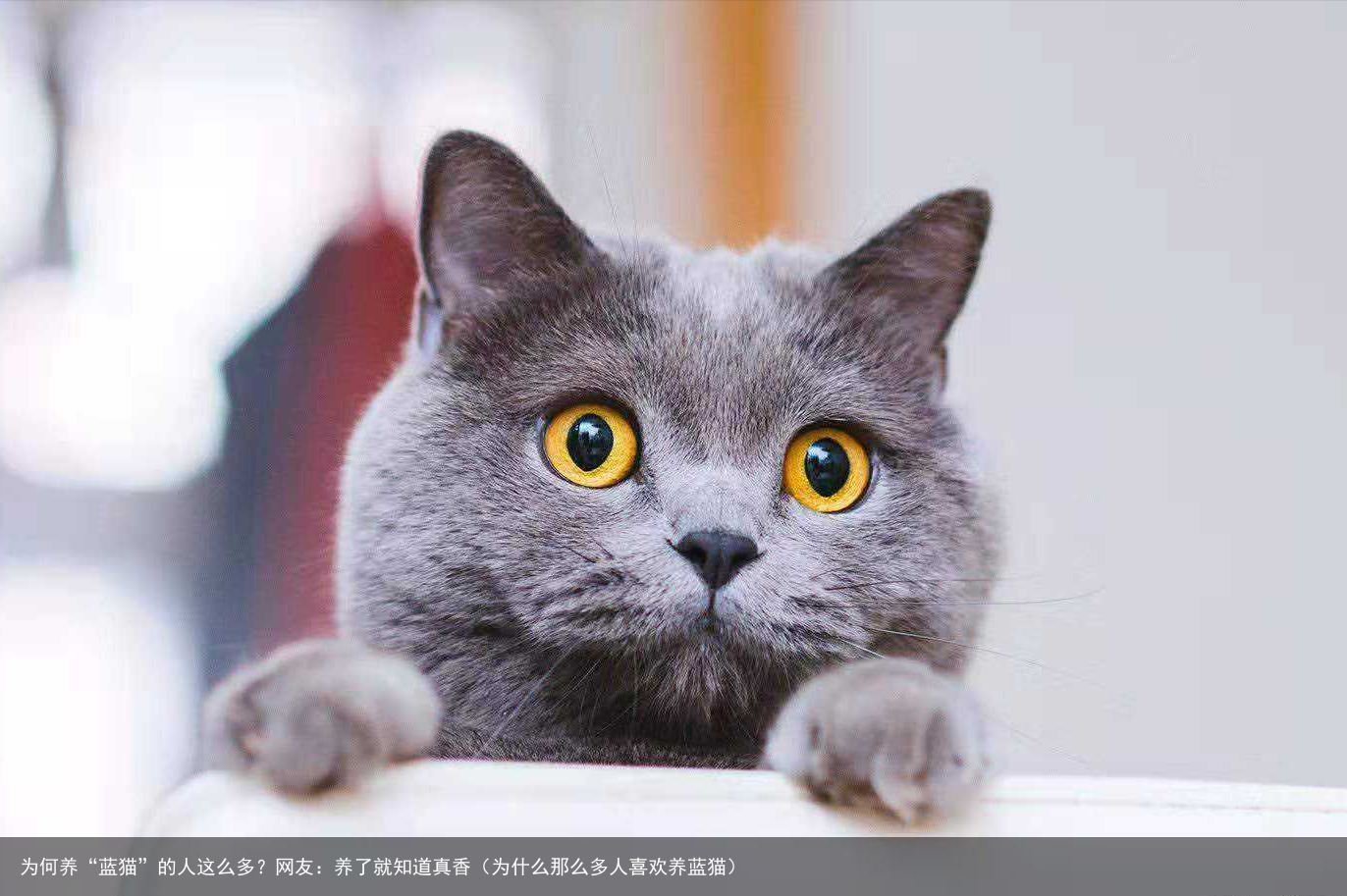 为何养“蓝猫”的人这么多?网友:养了就知道真香(为什么那么多人喜欢养蓝猫)