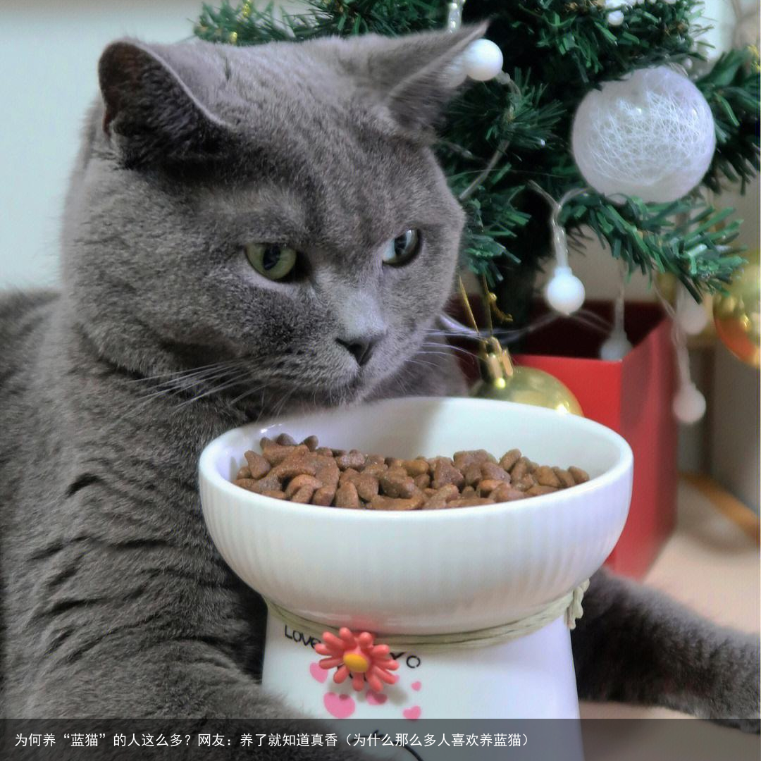 为何养“蓝猫”的人这么多?网友:养了就知道真香(为什么那么多人喜欢养蓝猫)