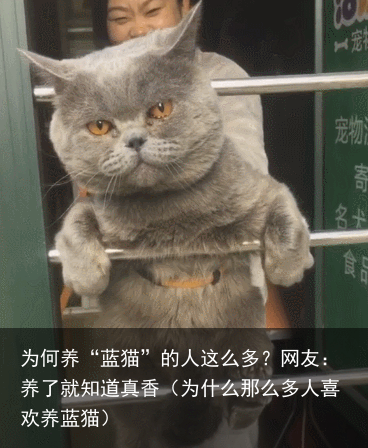 为何养“蓝猫”的人这么多?网友:养了就知道真香(为什么那么多人喜欢养蓝猫)