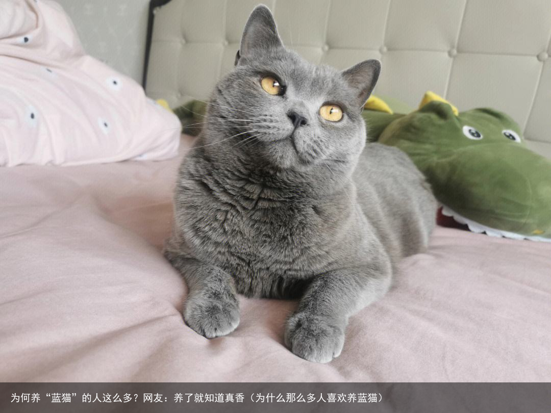 为何养“蓝猫”的人这么多?网友:养了就知道真香(为什么那么多人喜欢养蓝猫)
