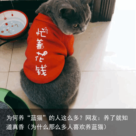 为何养“蓝猫”的人这么多?网友:养了就知道真香(为什么那么多人喜欢养蓝猫)