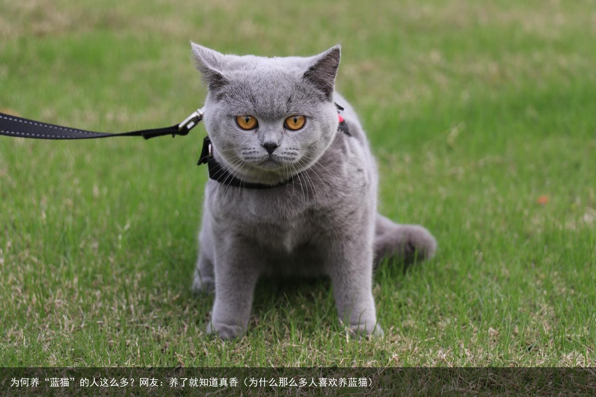 为何养“蓝猫”的人这么多?网友:养了就知道真香(为什么那么多人喜欢养蓝猫)