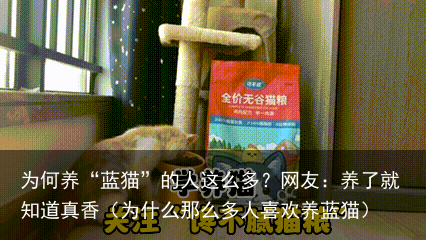 为何养“蓝猫”的人这么多?网友:养了就知道真香(为什么那么多人喜欢养蓝猫)
